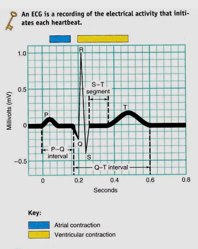l’ECG