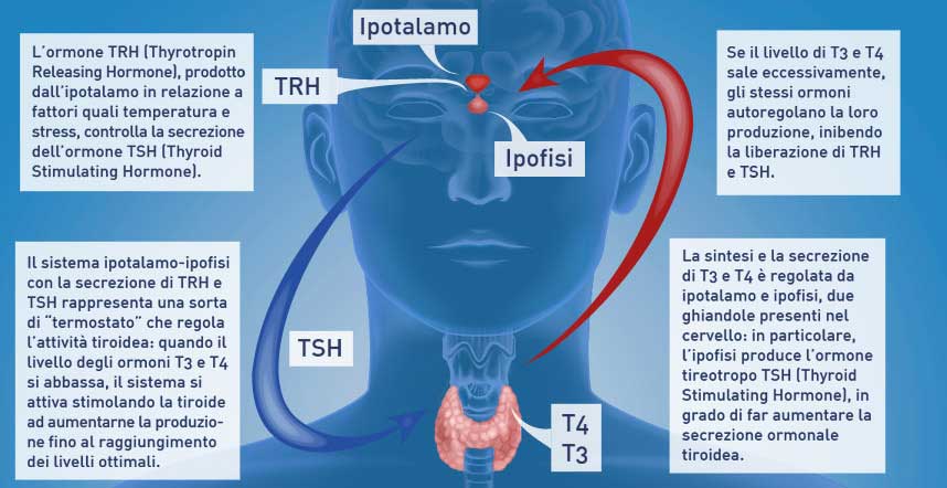 diabetologia-diabetologo-endocrinologia-cassia-la-storta-1713