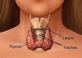 ENDOCRINOLOGIA