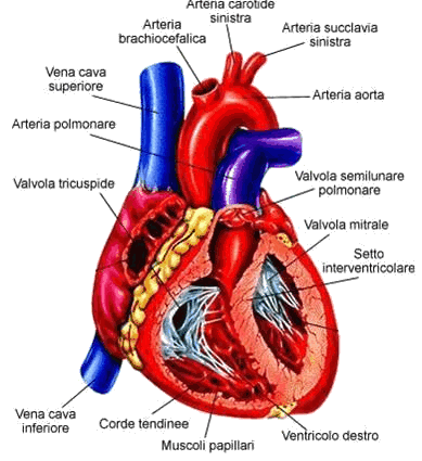 statine infarto cardiologia la storta