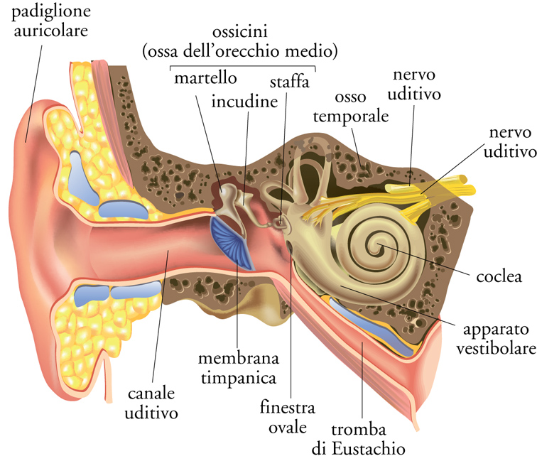 otorino-cassia-la-storta